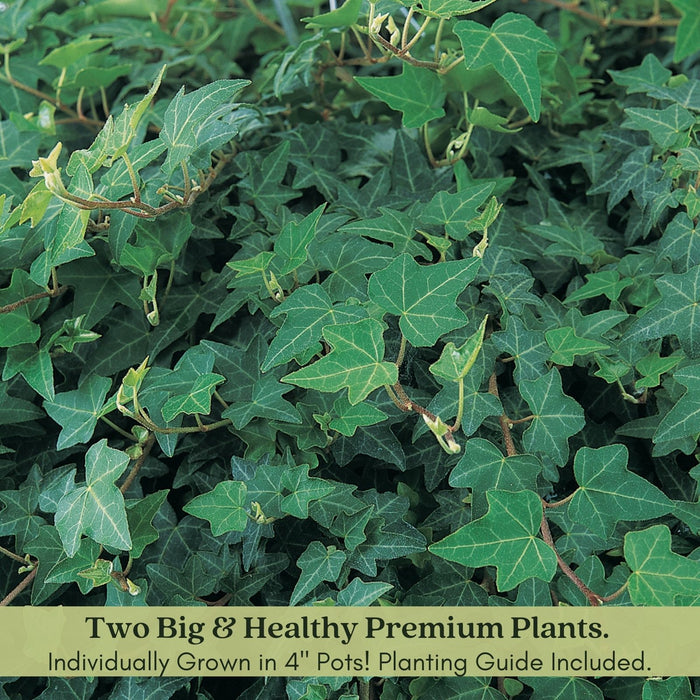 Algerian English Ivy | Two Live Plants | Non-GMO | Fast Growing, Evergreen, Low Maintenance