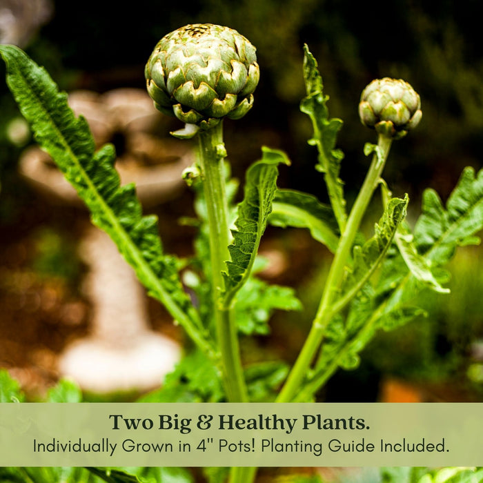 Imperial Artichoke Plant | Two Live Plants | Non-GMO | Edible Vegetable | Gourmet Favorite