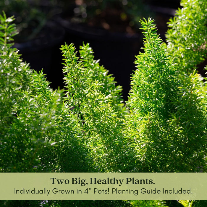 Asparagus Fern | Two Live Plants | Non-GMO | Lush Green Foliage, Hardy, Low Maintenance