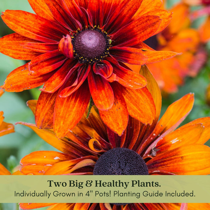 Black Eyed Susan (Rudbeckia) Autumn Colors | Two Live Plants | Non-GMO | Heirloom Perennial | Pollinator Friendly | Drought Tolerant