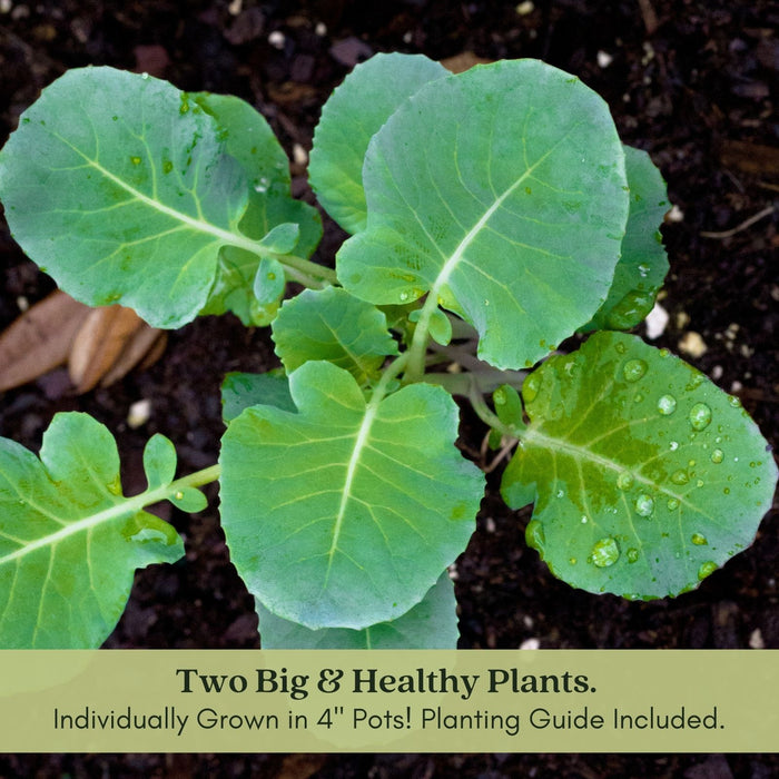 Broccoli Marathon | Two Live Plants | Non-GMO | High Yield, Cold-Tolerant, Disease Resistant