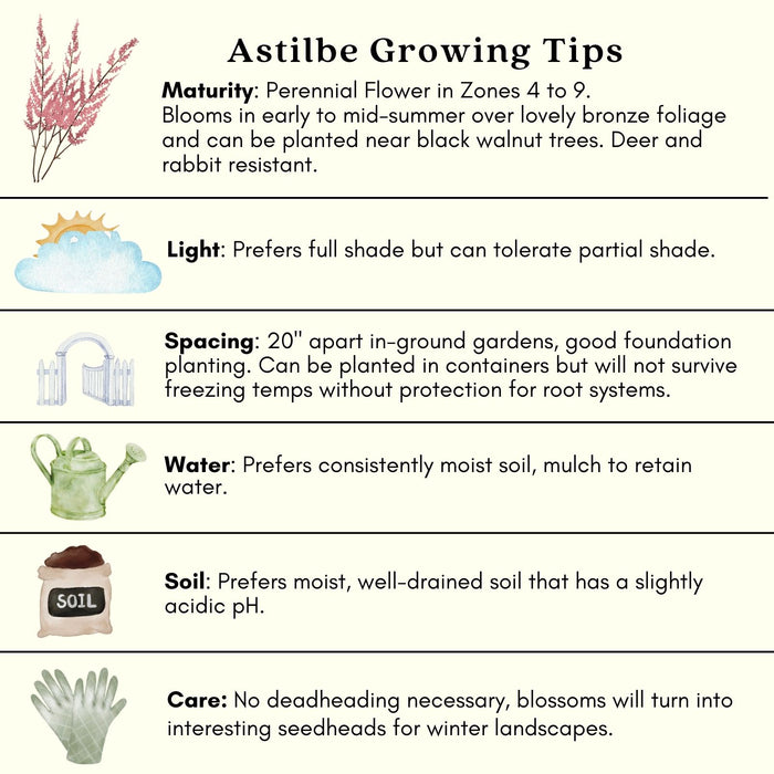 Astilbe Red (Arendsii Fanal) | Two Live Perennial Plants | Non-GMO, Plant in Shade, Pollinator Favorite, Deer Resistant