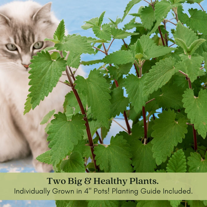 Catnip Herb | Two Live Plants | Non-GMO | Heirloom | Fast Growing, Pollinator Friendly