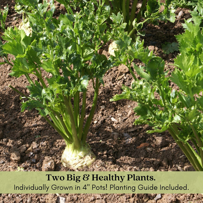 Celeriac Celery Root | Two Live Plants | Non-GMO | Heirloom | Cold Hardy, High Yield