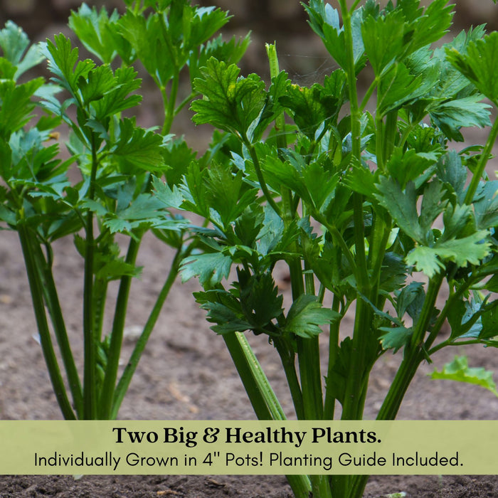 Celery Tango | Two Live Plants | Non-GMO | Heat Tolerant, High Yield, Fast Growing