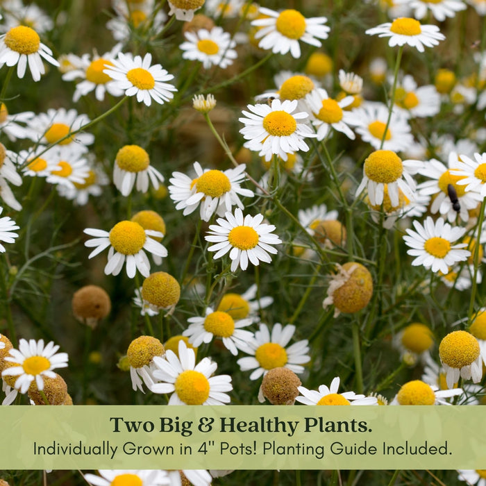 Chamomile Herb Plant | Two Live Plants | Non-GMO | Medicinal and Edible