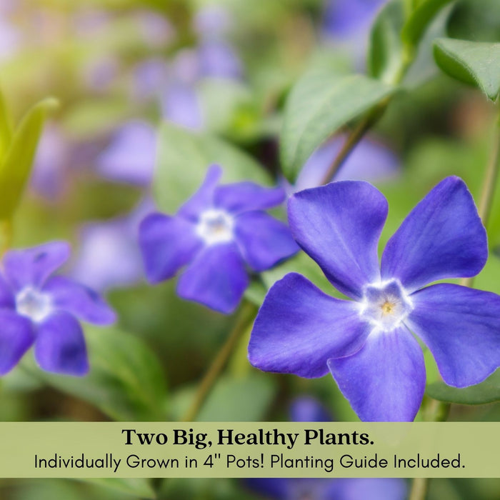 Creeping Myrtle Periwinkle | Two Live Plants | Non-GMO | Vinca Minor Perennial Ground Cover | Deer Resistant