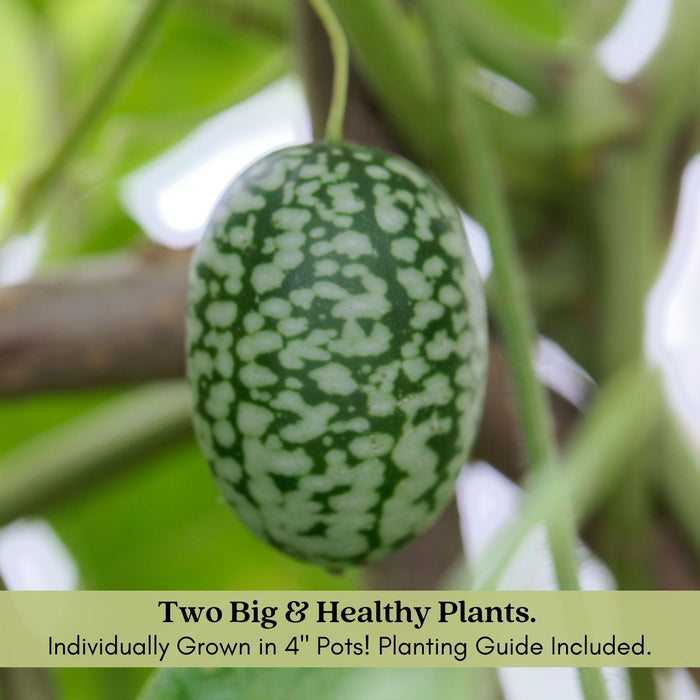 Cucumber Mexican Sour Gherkin | Two Live Plants | Non-GMO | Heirloom Cucumber | Heat Drought Tolerant