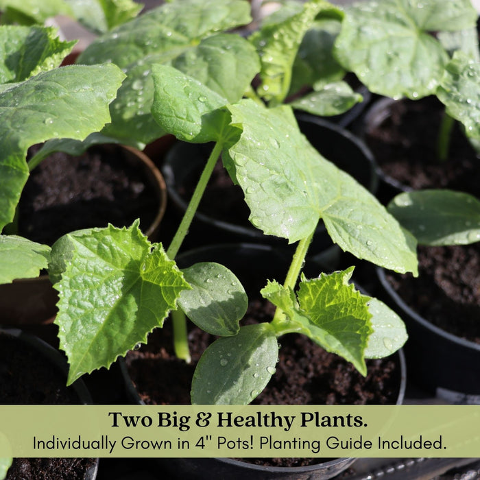 Cucumber Patio Snacker | Two Live Plants | Non-GMO | Burpless, High Yield, Compact
