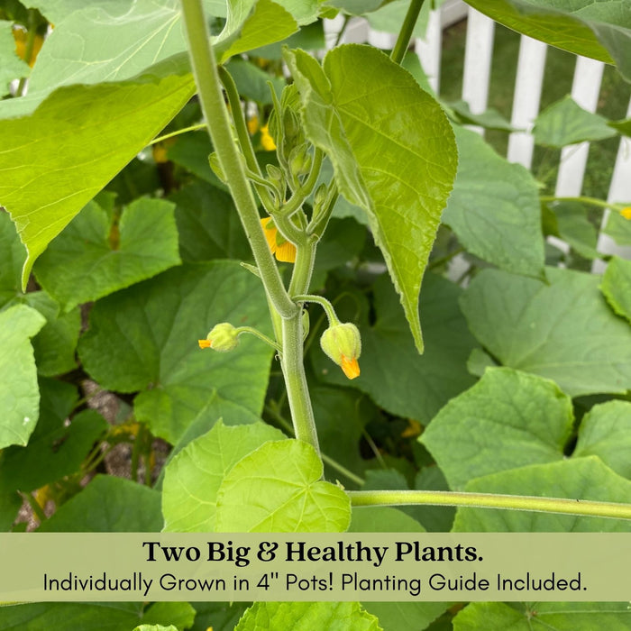 Cucumber Slice More | Two Live Plants | Non-GMO | Burpless, High Yield, Disease Resistant