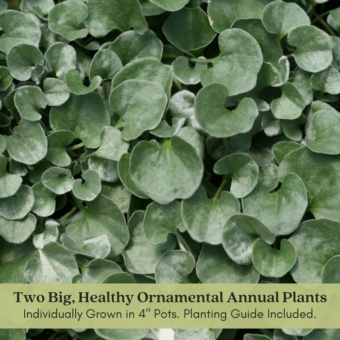 Dichondra Silver Falls | Two Live Plants | Non-GMO | Cascading, Silver Foliage, Heat Drought Tolerant