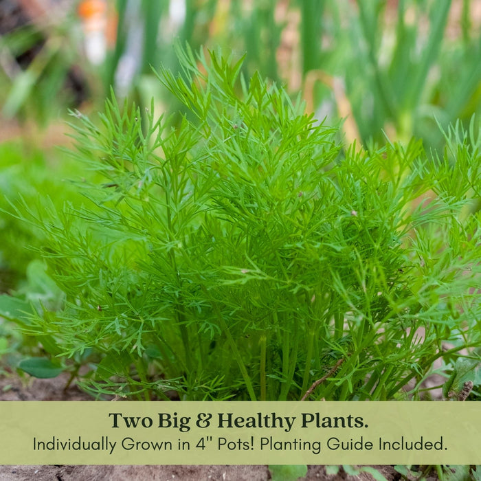 Bouquet Dill Herb | Two Live Plants | Non-GMO | Heirloom | Fast Growing, Pollinator Friendly, Fragrant