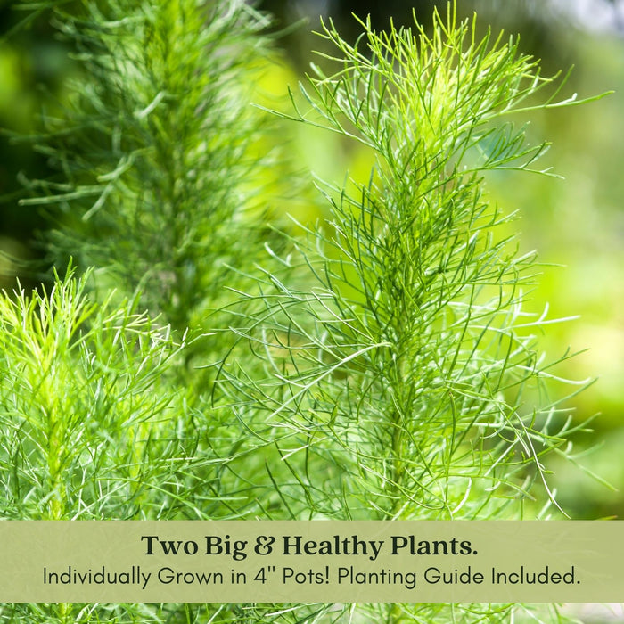 Fernleaf Dill Herb | Two Live Plants | Non-GMO | Heirloom | Compact, Fast Growing, Pollinator Friendly
