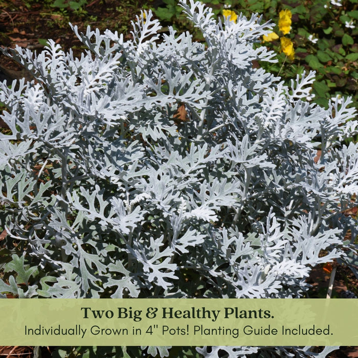 Dusty Miller Silverdust | Two Live Plants | Non-GMO | Soft Silver Foliage, Drought Tolerant, Low Maintenance