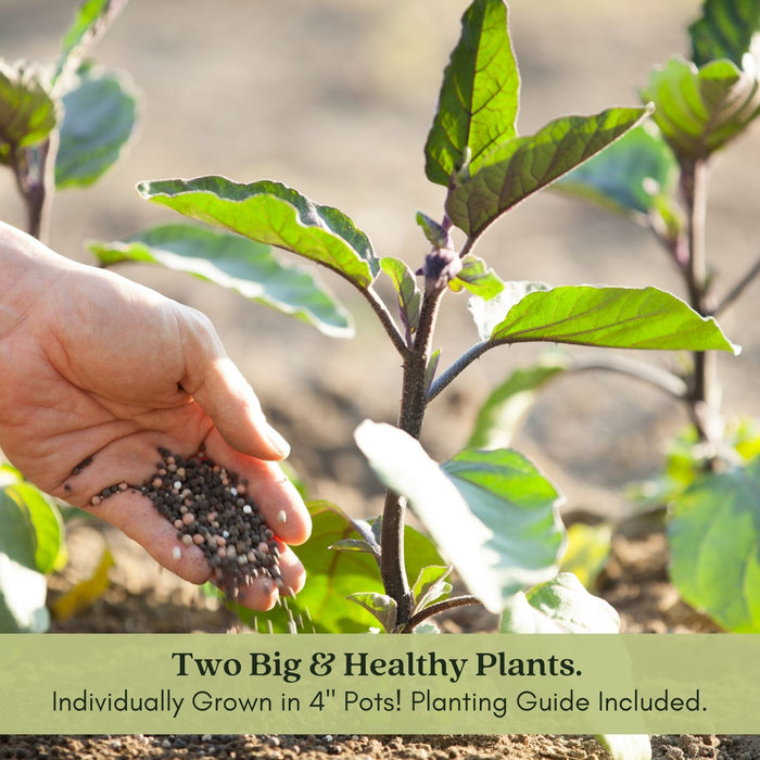 Eggplant Black Beauty | Two Live Plants | Non-GMO | Heirloom Variety | High Yield, Heat Tolerant