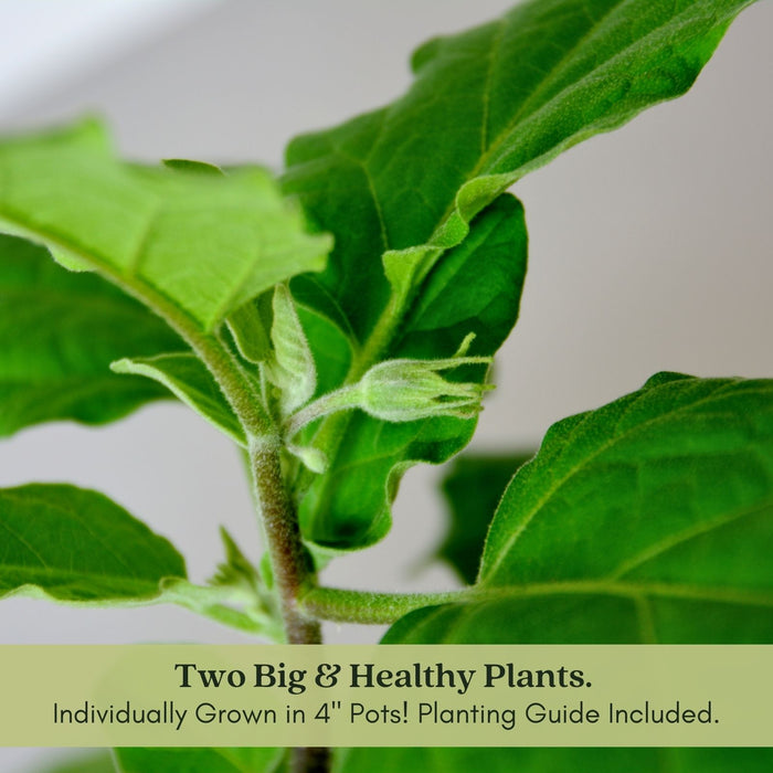 Eggplant Patio Baby | Two Live Plants | Non-GMO | Mini Fruit, High Yield, Compact