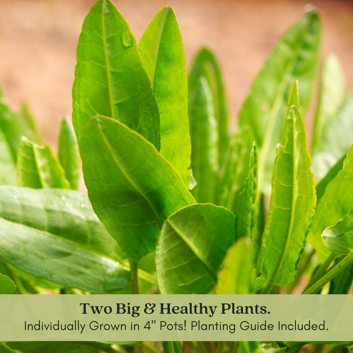 Garden Sorrel Herb | Two Live Plants | Non-GMO | Heirloom | Perennial, Fast Growing