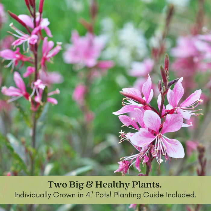 Gaura Siskiyou Pink | Two Live Plants | Non-GMO | Perennial | Pollinator Friendly | Continuous Blooms