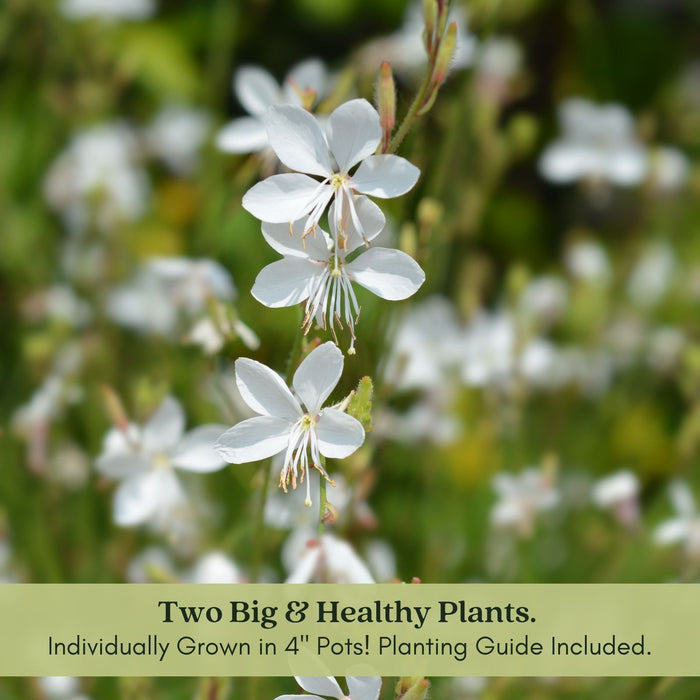 Gaura Sparkle White | Two Live Plants | Non-GMO | Perennial | Pollinator Friendly | Continuous Blooms