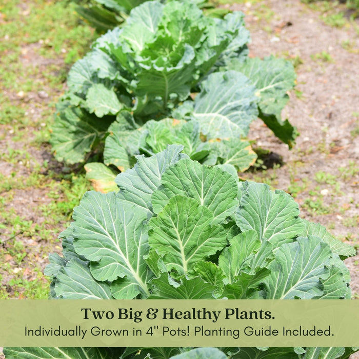 Georgia Collard Greens | Two Live Plants | Non-GMO | Heirloom | Heat Tolerant, Cold Hardy, High Yield
