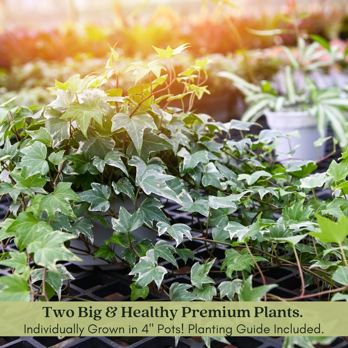 Glacier English Ivy | Two Live Plants | Non-GMO | Variegated, Trailing, Low Maintenance