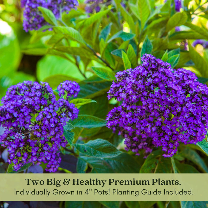 Heliotrope | Two Live Plants | Non-GMO | Pollinator Friendly | Fragrant Blooms
