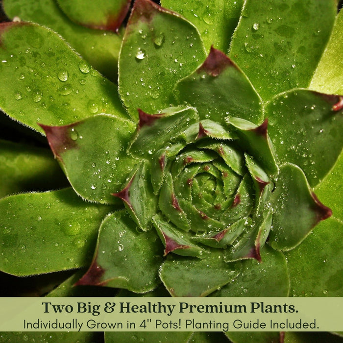 Hens and Chicks | Two Live Plants | Non-GMO | Perennial | Kid Friendly Gardening | Heat Drought Tolerant