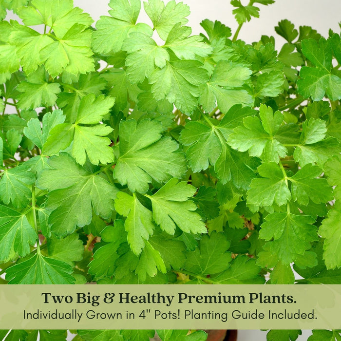 Italian Flat Leaf Parsley | Two Live Plants | Non-GMO | Heirloom Herb | Fast Growing, Culinary Essential