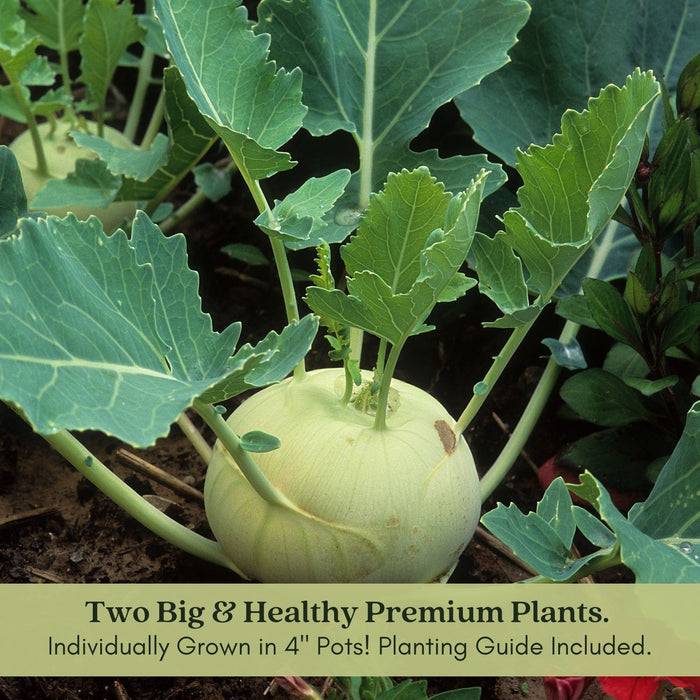 Kohlrabi Konan | Two Live Plants | Non-GMO | Edible Vegetable | Easy to Grow Vegetable