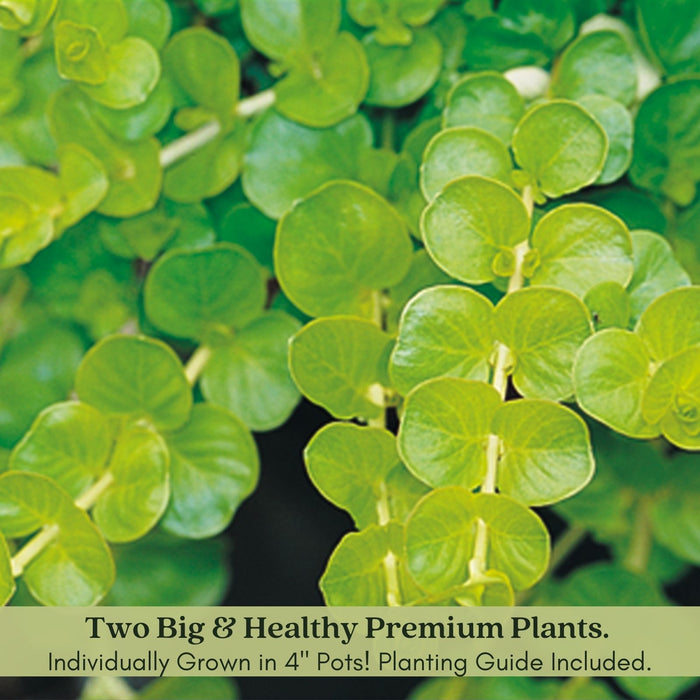 Creeping Jenny Goldi | Two Live Plants | Non-GMO | Lysimachia | Perennial, Cascading