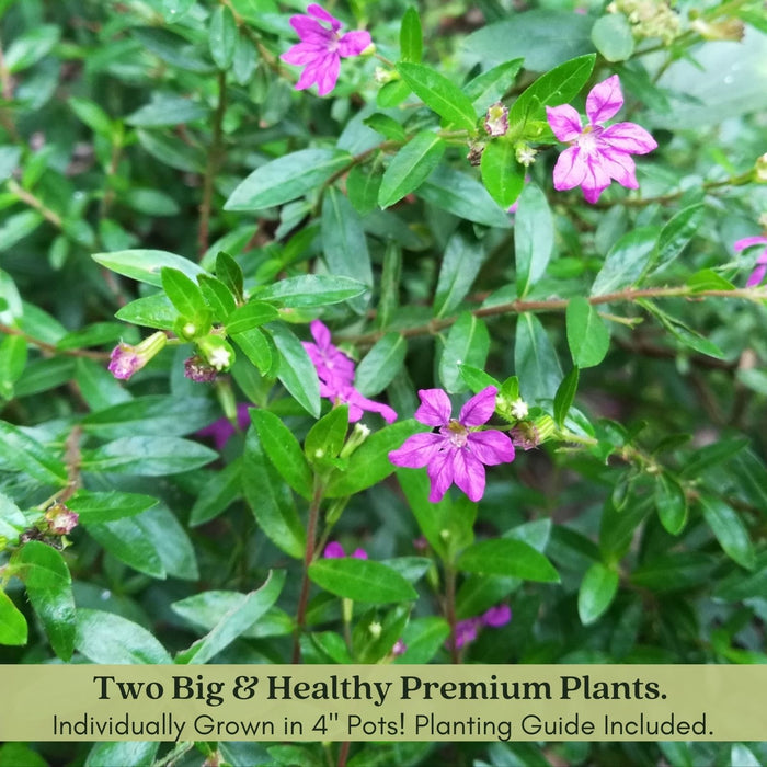 Mexican Heather Magenta | Two Live Plants | Non-GMO | Heat Tolerant, Pollinator Friendly, Low Maintenance