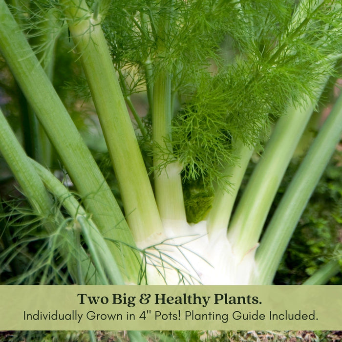 Orion Fennel Plant | Two Live Plants | Non-GMO | Edible Garden | Culinary Favorite