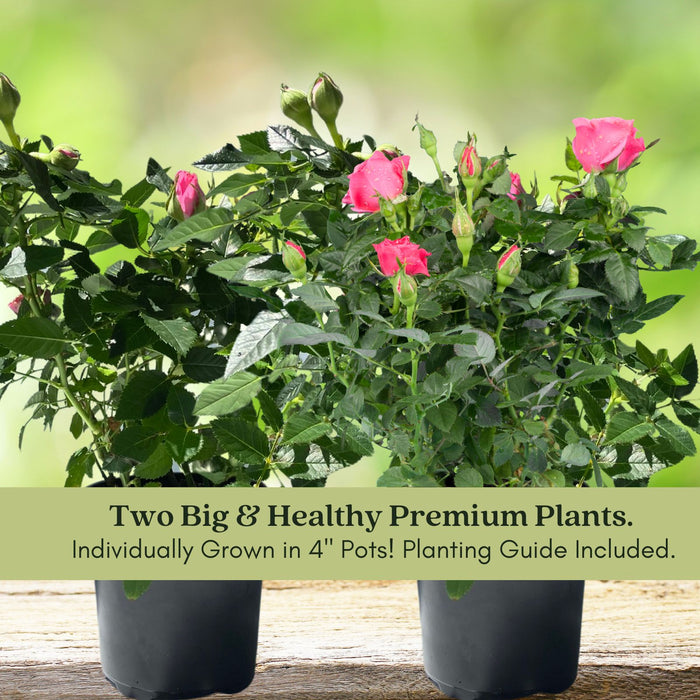 Kordana Pink Mini Rose | Two Live Plants | Non-GMO, Perennial Zone 5, Long-Blooming Compact Plants