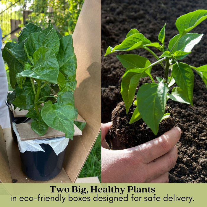 Pepperoncini Pepper Plant | Two Live Plants | Non-GMO | Mild Heat | Early Harvest