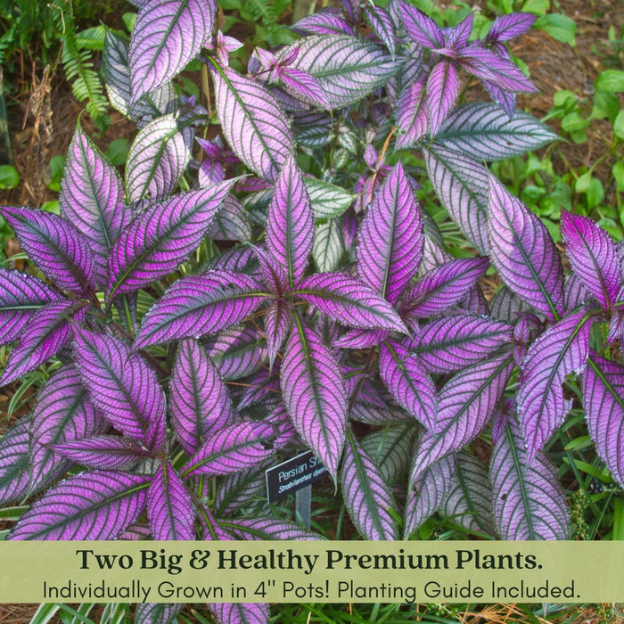 Persian Shield | Two Live Plants | Non-GMO | Shade Loving | Exotic Foliage | Strobilanthes