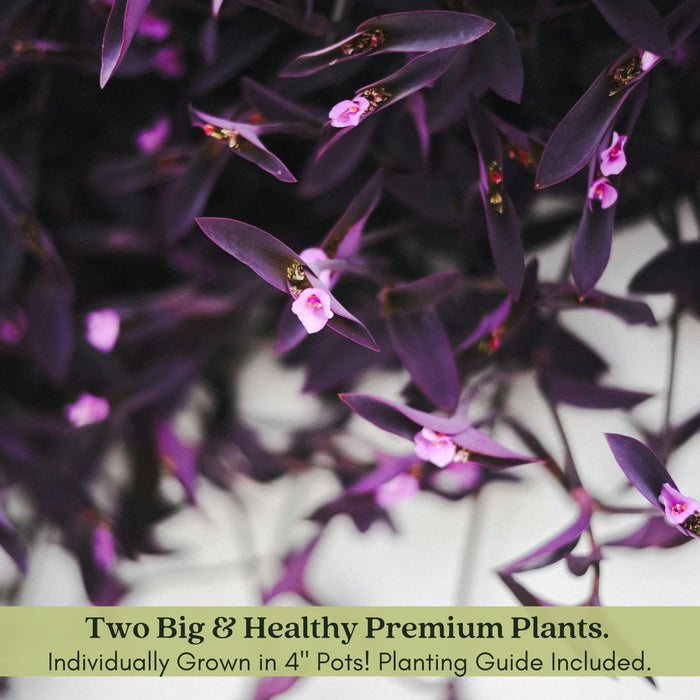 Purple Heart | Two Live Plants | Non-GMO | Vibrant Purple Foliage, Low Maintenance, Drought Tolerant