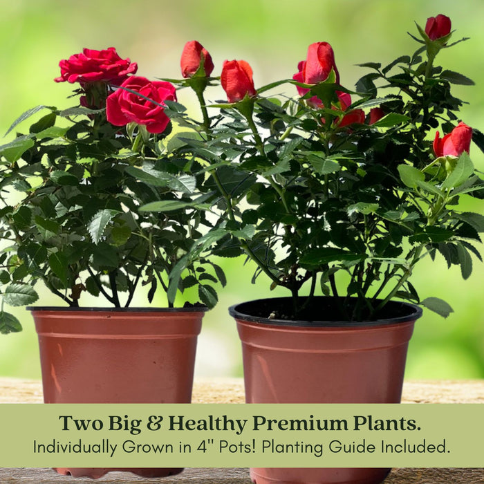 Kordana Red Mini Rose | Two Live Plants | Non-GMO, Perennial Zone 5, Long-Blooming Compact Plants