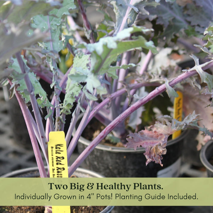 Red Russian Kale | Two Live Plants | Non-GMO | Heirloom | Frost Tolerant