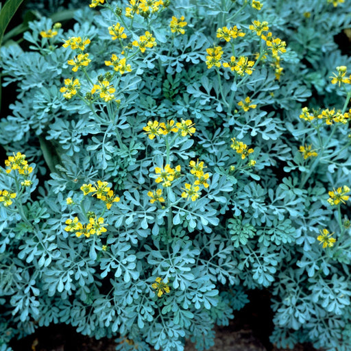 Rue Herb Plant | Two Live Plants | Non-GMO | Edible and Medicinal