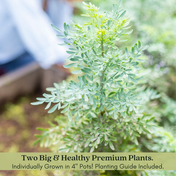 Rue Herb Plant | Two Live Plants | Non-GMO | Edible and Medicinal