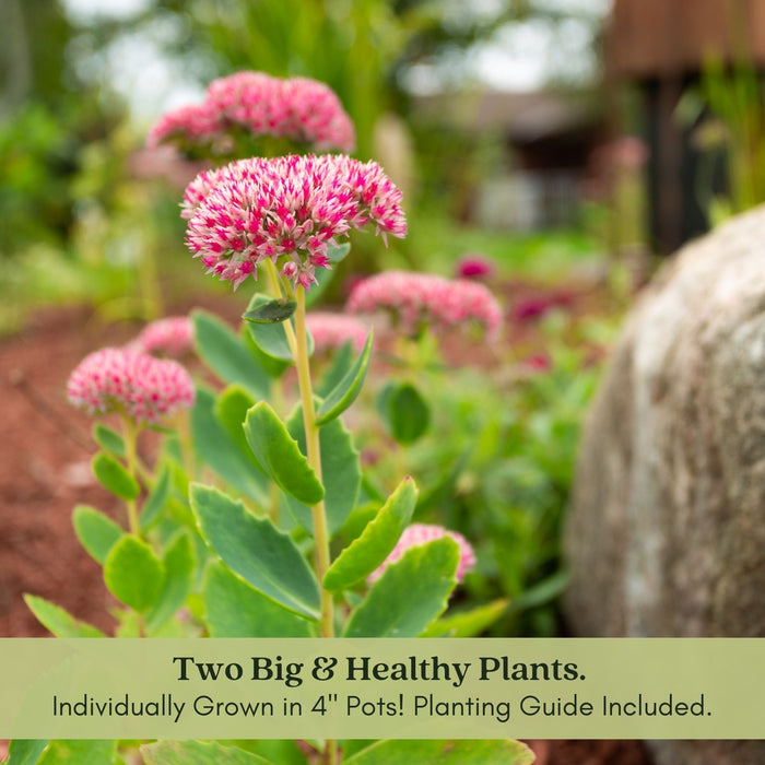 Sedum Autumn Joy | Two Live Plants | Non-GMO | Perennial | Pollinator Friendly