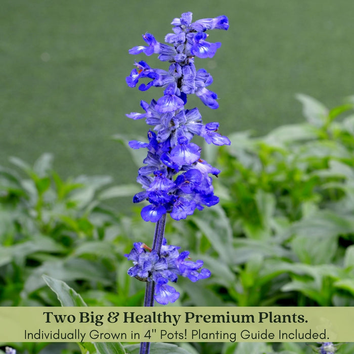 Victoria Blue Salvia | Two Live Plants | Non-GMO | Vibrant Blooms, Pollinator Magnet, Low Maintenance