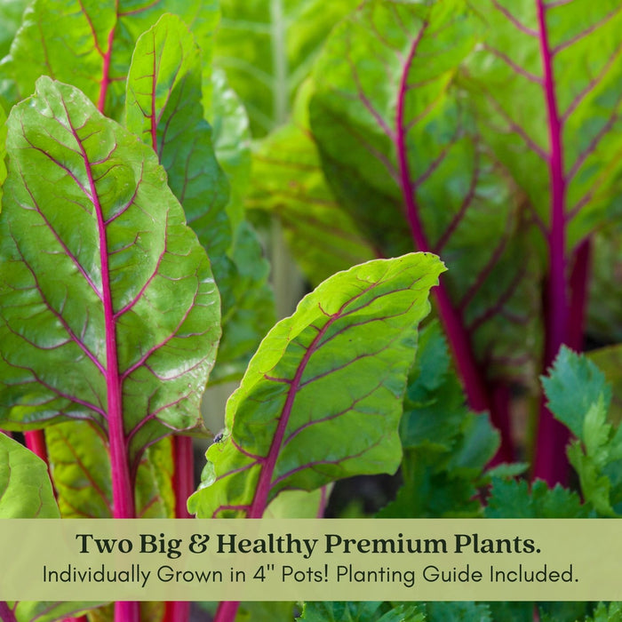 Bright Lights Swiss Chard | Two Live Plants | Non-GMO | Heirloom | Frost Tolerant