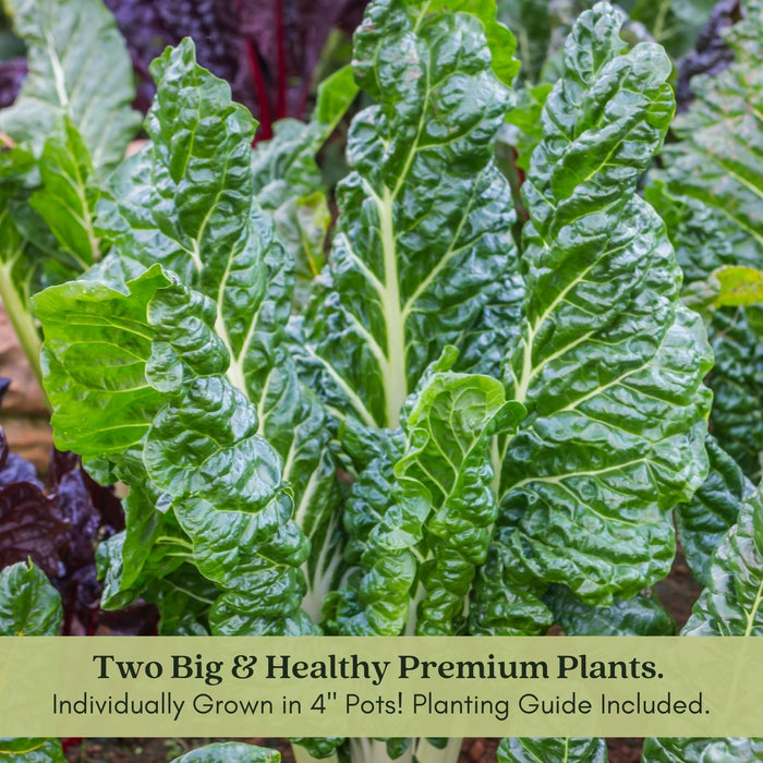 Green Swiss Chard | Two Live Plants | Non-GMO | Heirloom | Frost Tolerant