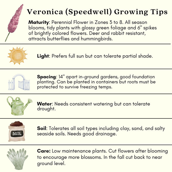 Veronica “Giles Van Hees” (Speedwell) | Two Live Perennial Plants | Non-GMO, Blooms All Summer, Hummingbird Favorite, Tolerates Dry or Salty Soil
