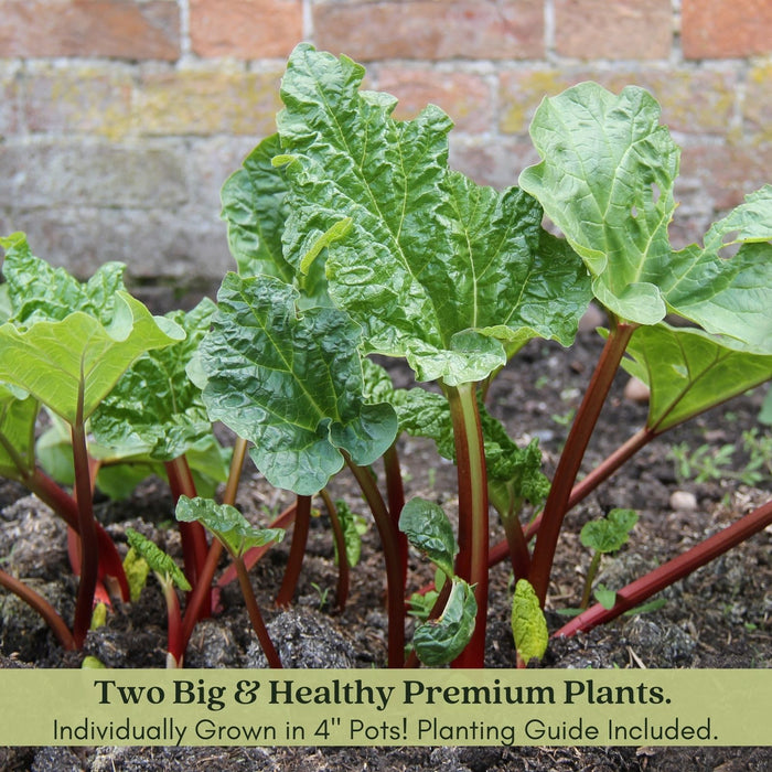 Victoria Rhubarb | Two Live Plants | Non-GMO | Perennial | Edible Heirloom