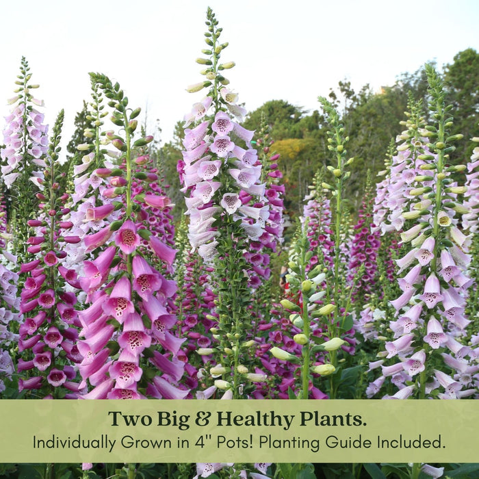 Foxglove Dalmatian Mix | Two Live Plants | Non-GMO | Heirloom Perennial | Pollinator Friendly