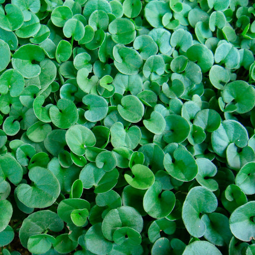 Dichondra Emerald Falls | Two Live Plants | Non-GMO | Cascading, Lush Green Foliage | Heat Drought Tolerant