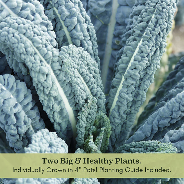 Dinosaur Kale | Two Live Plants | Non-GMO | Heirloom | Frost Tolerant