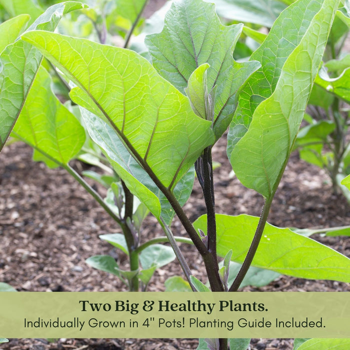 Eggplant Fairytale | Two Live Plants | Non-GMO | Striped Lavender-White Fruit | High-Yield, Compact, Heat Tolerant